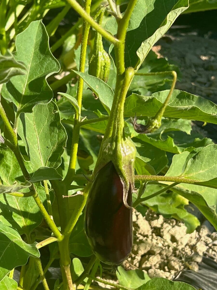 Organic aubergine growing in the vegetable garden