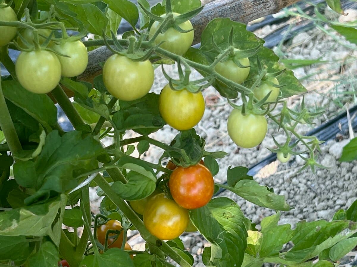 Tomatoes ripening on the vine