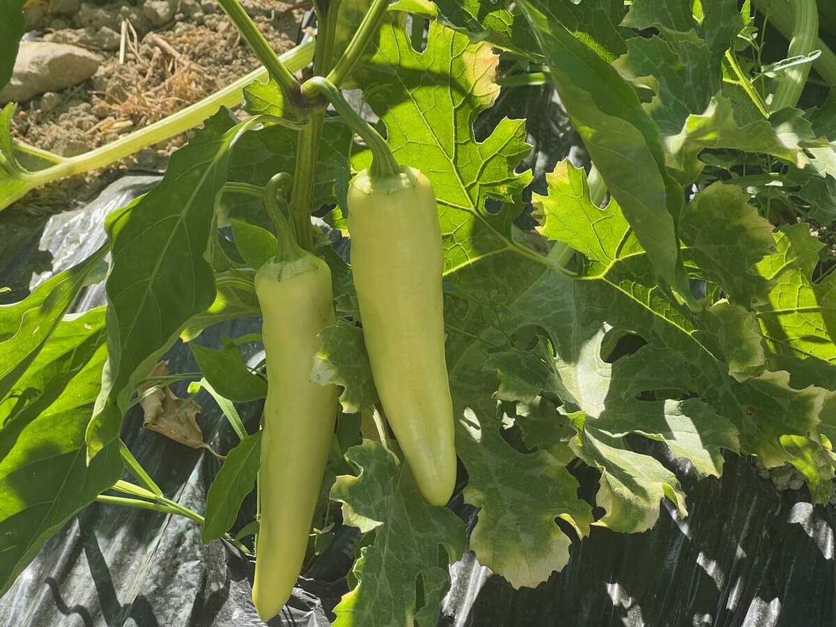 Fresh peppers growing in the vegetable garden