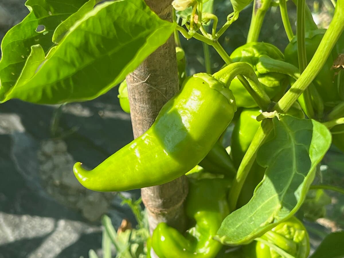 Green peppers on the vine