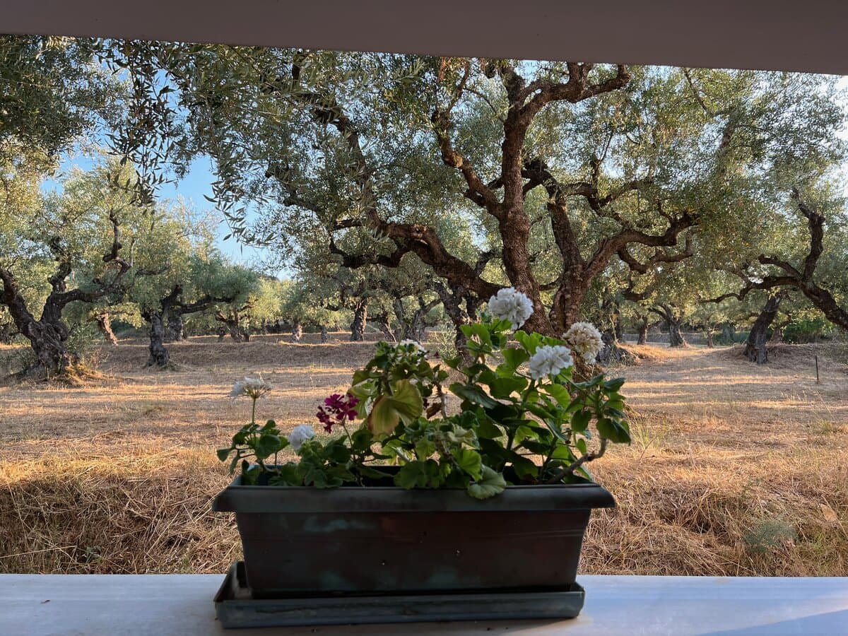 Flowers on the veranda with olive grove views