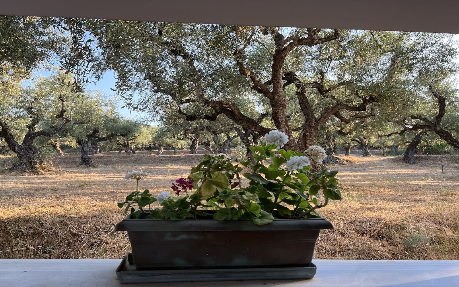 Villa Zoi surroundings in Zakynthos